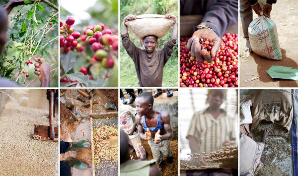 Burundi Coffee Arrives at the Coffee Hound