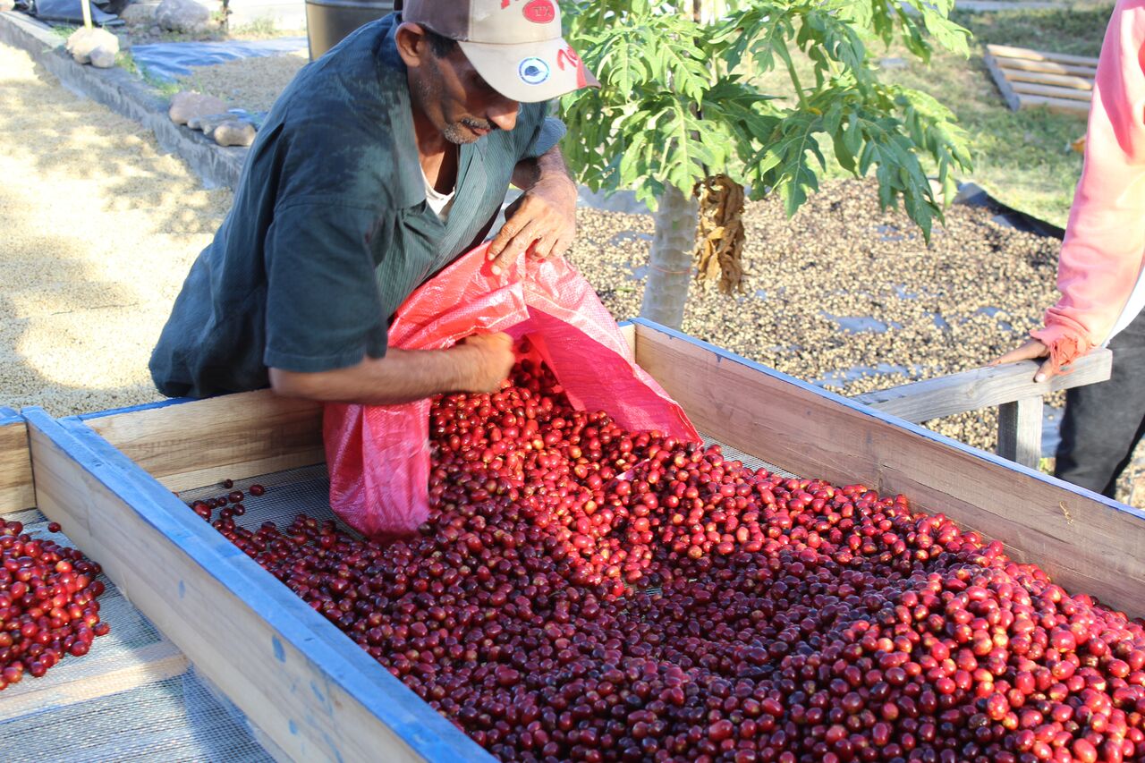 Gold Mountain Coffee Growers: Why We’re Sirius About Nicaraguan Coffee